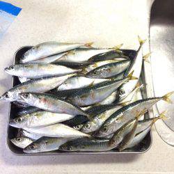 サビキ・ライトルアー