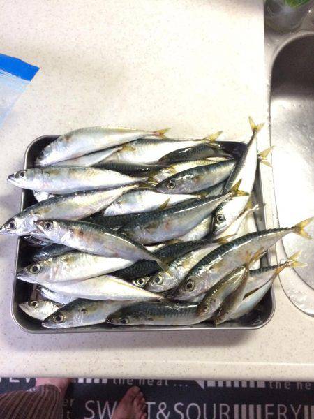 サビキ・ライトルアー