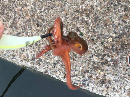 タコ安定の二桁オーバー！