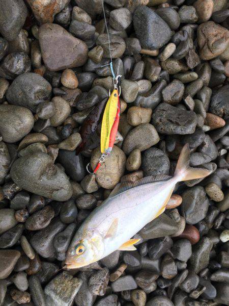 大里松原海岸 シオ2匹