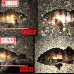 今回もアジングのつもりが結果メバリング