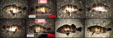 今回もアジングのつもりが結果メバリング