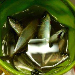 時合もサイズ伸びず