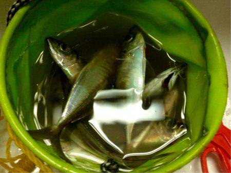 時合もサイズ伸びず