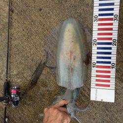 アジングでキロアップイカ