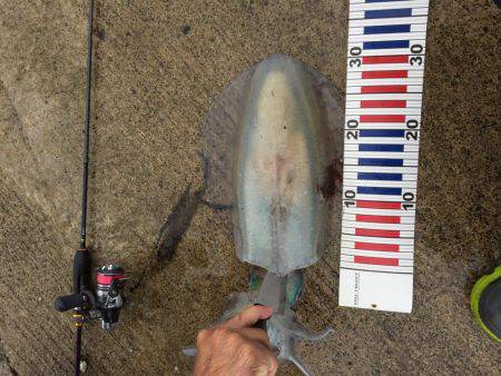 アジングでキロアップイカ