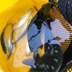 城ヶ島でダンゴ釣り！メジナ釣りたい！