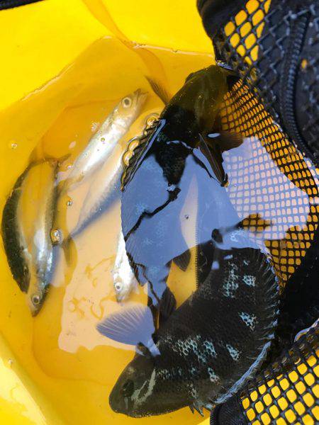 城ヶ島でダンゴ釣り！メジナ釣りたい！