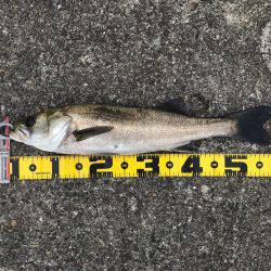 エビ撒き 御三家⁈