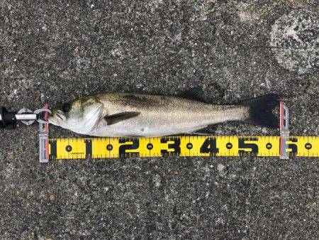 エビ撒き 御三家⁈