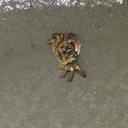 荒川でシーバス狙い