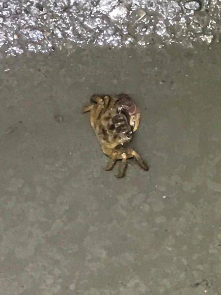 荒川でシーバス狙い