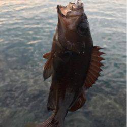 北海道ロックフィッシュはヤル気満々！