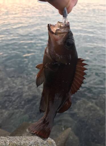 北海道ロックフィッシュはヤル気満々！