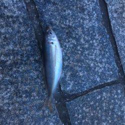 仕事帰りの1時間アジング勝負！