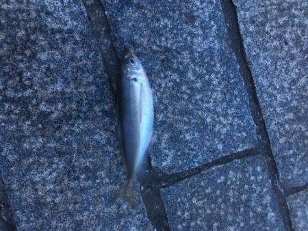 仕事帰りの1時間アジング勝負！