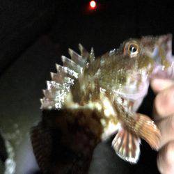 富山県魚津港フカセ夜釣り