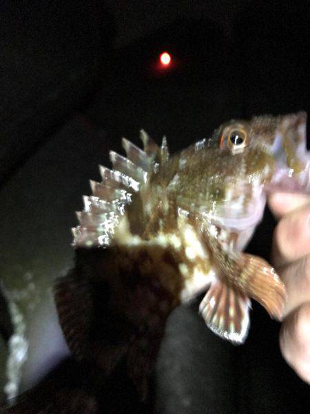 富山県魚津港フカセ夜釣り