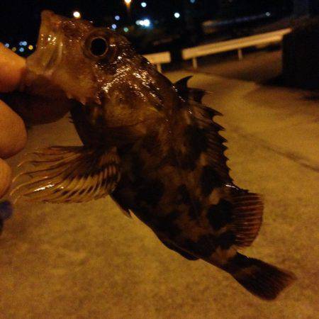 少し小降りの中で垂水漁港で釣行！！