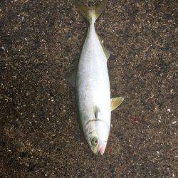 シーバスのはずが(T . T)