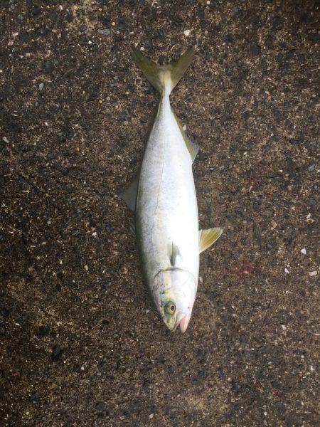 シーバスのはずが(T . T)