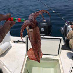 マイボートで昼間のイカメタルゲーム