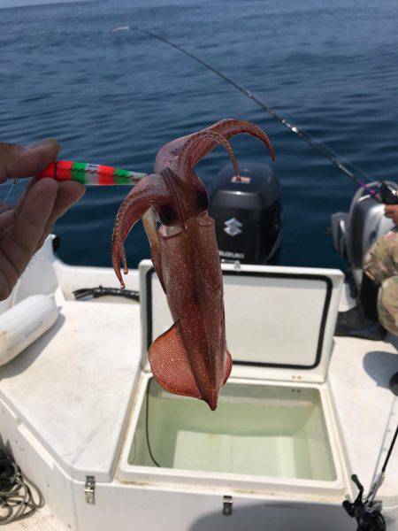 マイボートで昼間のイカメタルゲーム