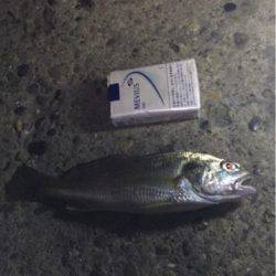 シーバス釣れた！アジ釣れた！