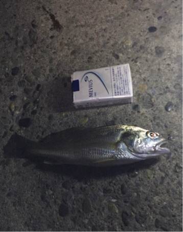 シーバス釣れた！アジ釣れた！