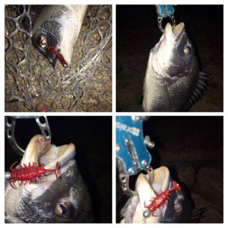 梅雨の淀川 キビレゲーム