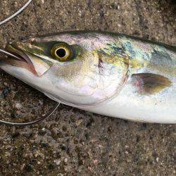豪雨の後にツバスの回遊あり