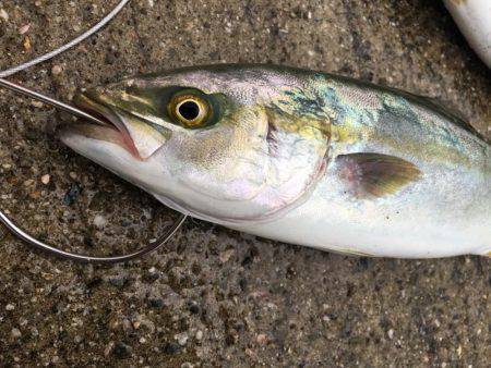 豪雨の後にツバスの回遊あり