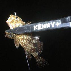 ガシラフィーバー！