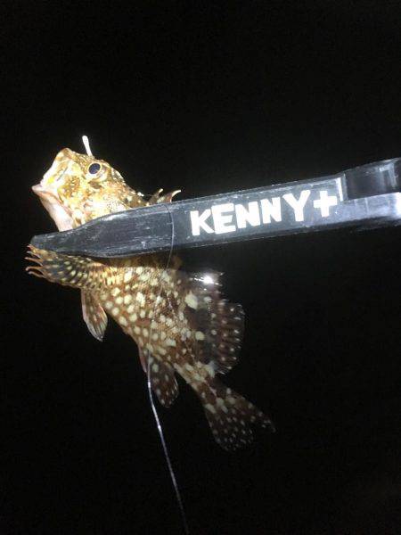 ガシラフィーバー！