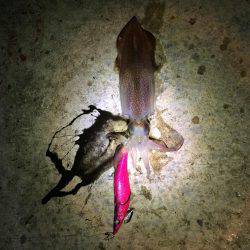 ケンサキイカ エギング