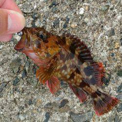 ショアジギ　難しい