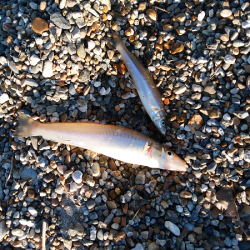 チョイ投げのキス釣り