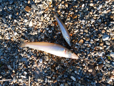 チョイ投げのキス釣り