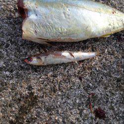 ツバス爆釣と言っても良いですか