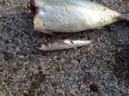 ツバス爆釣と言っても良いですか