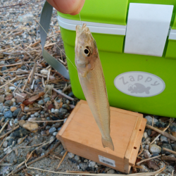 明石川河口サーフでチョイ投げのキス