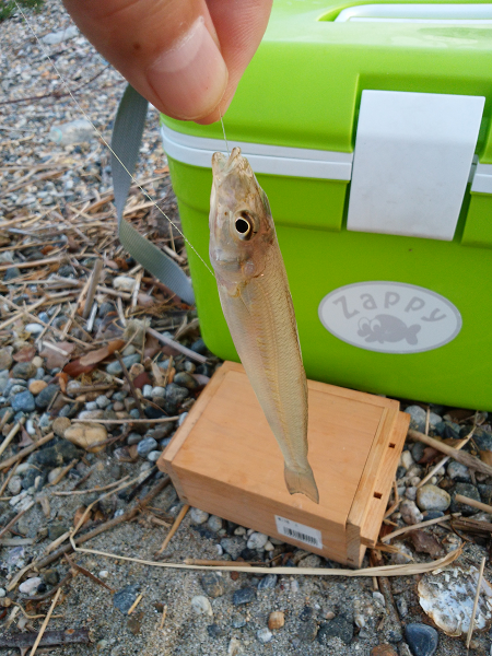 明石川河口サーフでチョイ投げのキス