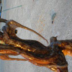 今日もタコ絶好調