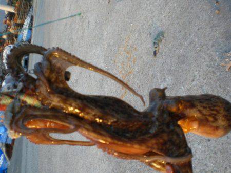 今日もタコ絶好調