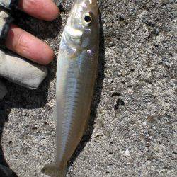 キス釣れるかな