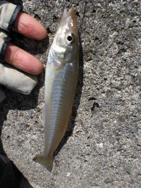 キス釣れるかな