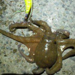 またまた釣れた