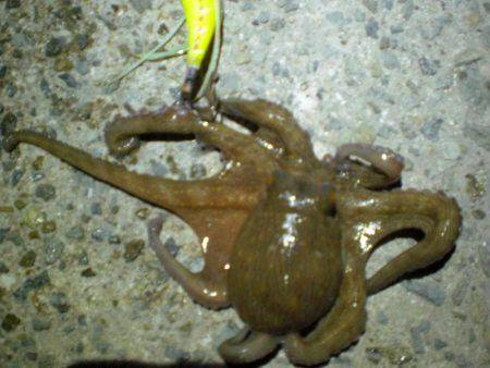 またまた釣れた