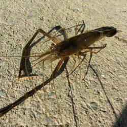 初めての手長エビ