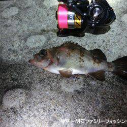 ジグヘッドがいくらあっても足りない